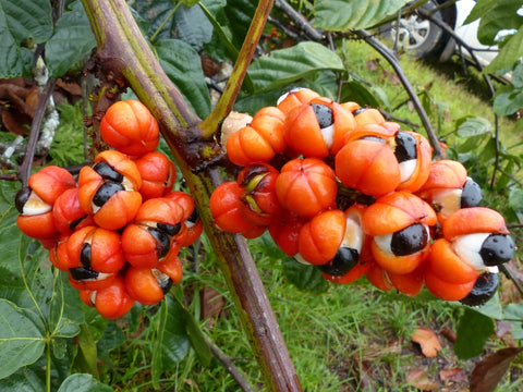 Le Guarana : Une Plante Énergisante aux Multiples Bienfaits
