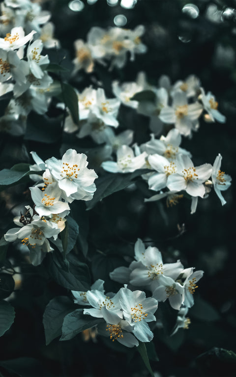 N°16 - Thé vert BIO – Jasmin & rose