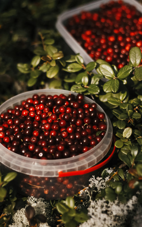N°12 - Infusion fruitée BIO – Saveur Canneberge (Cranberry) & pêche