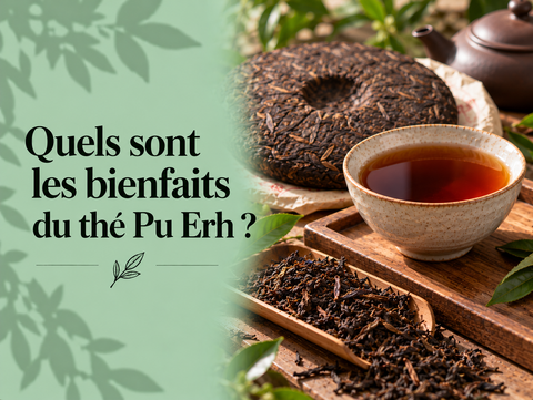 Thé Pu Erh chinois en galette et en feuilles avec tasse d’infusion sombre évoquant ses bienfaits