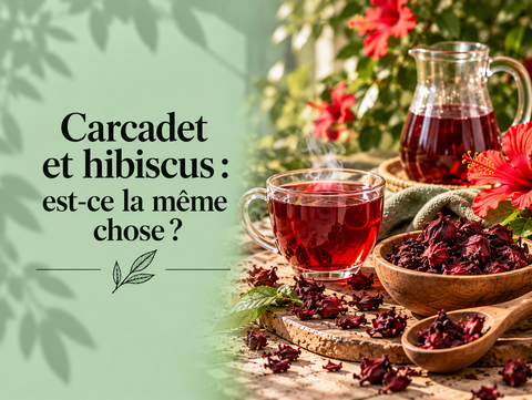 Carcadet et hibiscus comparés avec infusion rouge et fleurs d’hibiscus séchées – MURSEL Artisan du thé