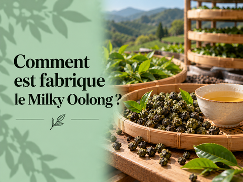 Fabrication du Milky Oolong avec feuilles de Jin Xuan roulées et étapes de transformation du thé