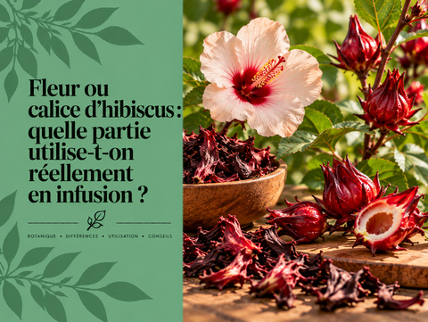 Fleur d’Hibiscus sabdariffa et calices rouges frais et séchés montrant la partie réellement utilisée pour préparer une infusion de carcadet