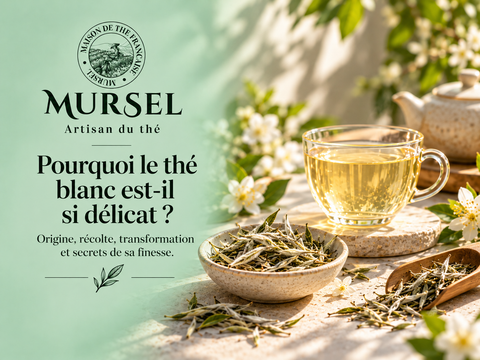 Thé blanc délicat avec bourgeons argentés et tasse d’infusion claire – MURSEL Artisan du thé