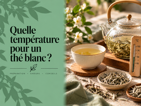 Thé blanc préparé avec théière, tasse, bourgeons et thermomètre illustrant la température adaptée aux différents thés blancs