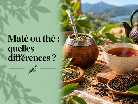 Comparaison entre maté sud-américain en calebasse et thé en tasse avec feuilles des deux plantes