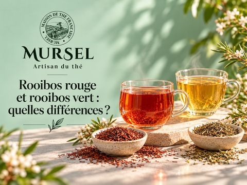 Rooibos rouge et rooibos vert comparés avec feuilles et tasses – MURSEL Artisan du thé