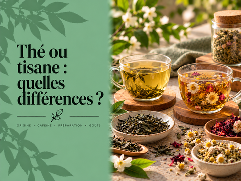 Tasse de thé et tisane avec feuilles de thé, fleurs et plantes illustrant les principales différences entre thé et tisane