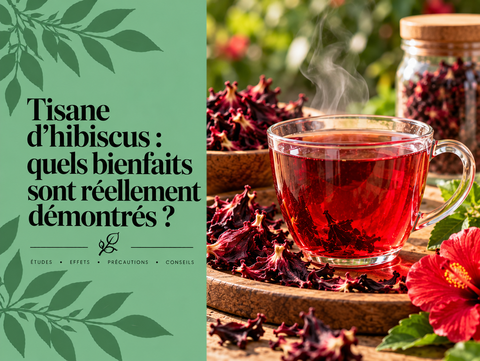 Tasse de tisane d’hibiscus rouge avec calices séchés d’Hibiscus sabdariffa illustrant ses bienfaits et propriétés étudiées.