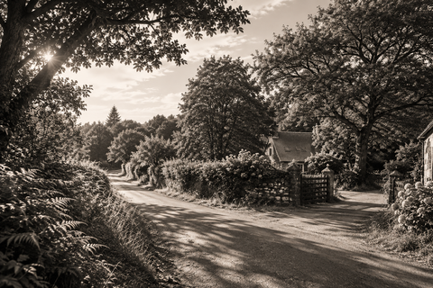 Chemin de campagne breton bordé d’arbres et de végétation, rue de Mursel